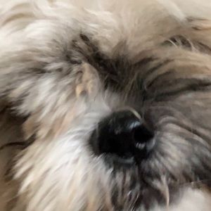 Meet your Posher, Ai